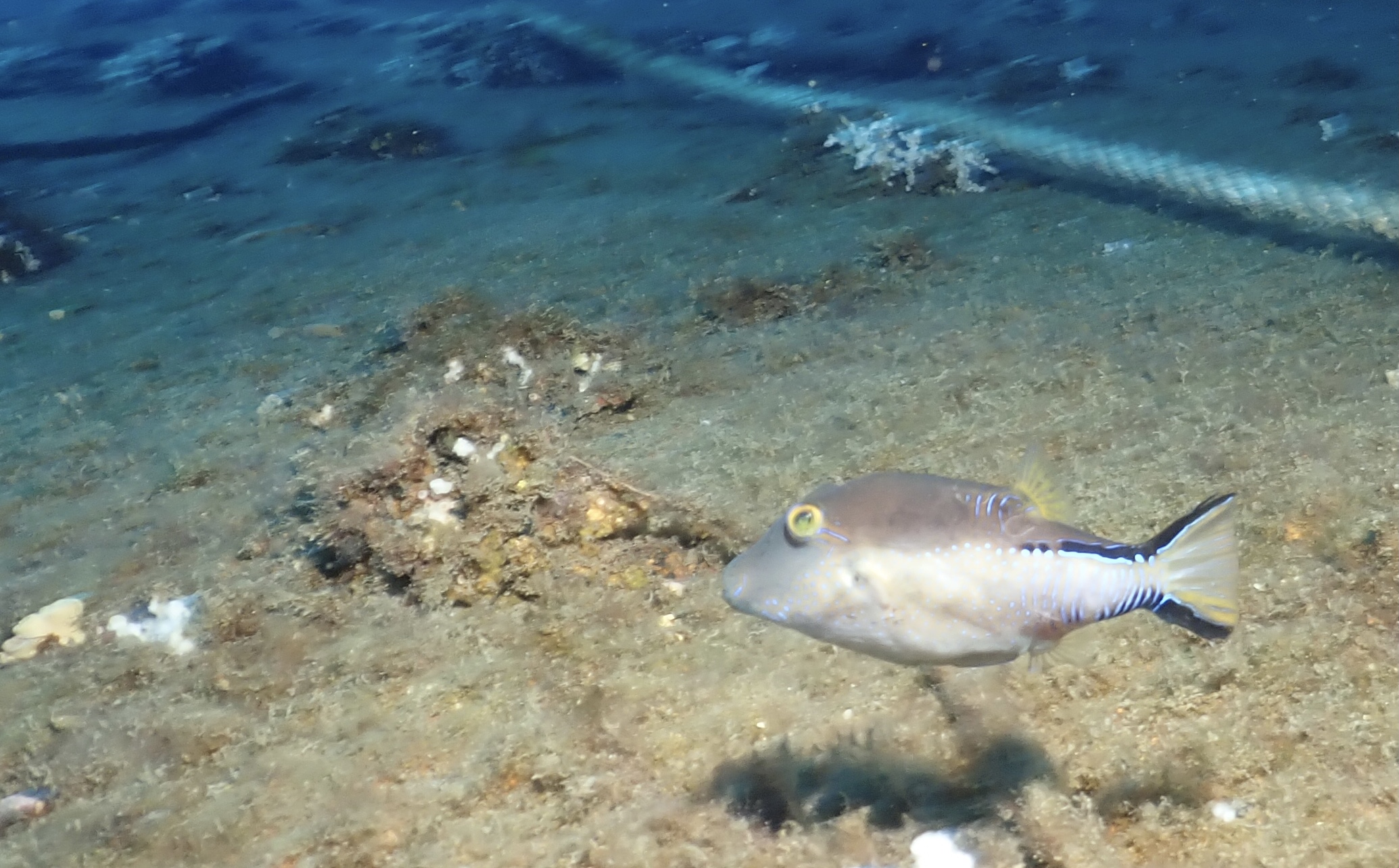 Sharpnose puffer