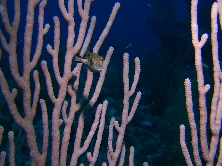 sharpnose puffer