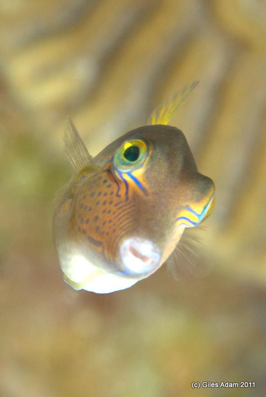 Sharpnosed Puffer
