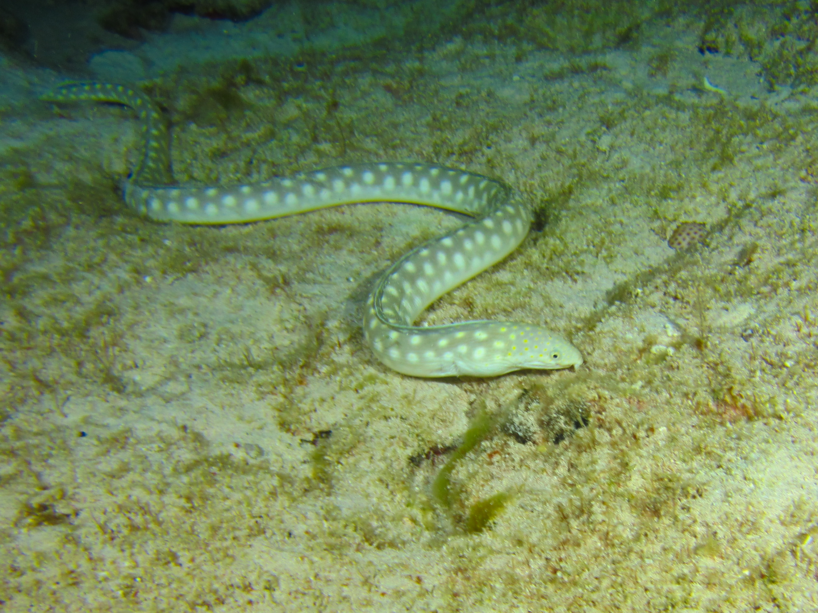 Sharptail Eel 5769