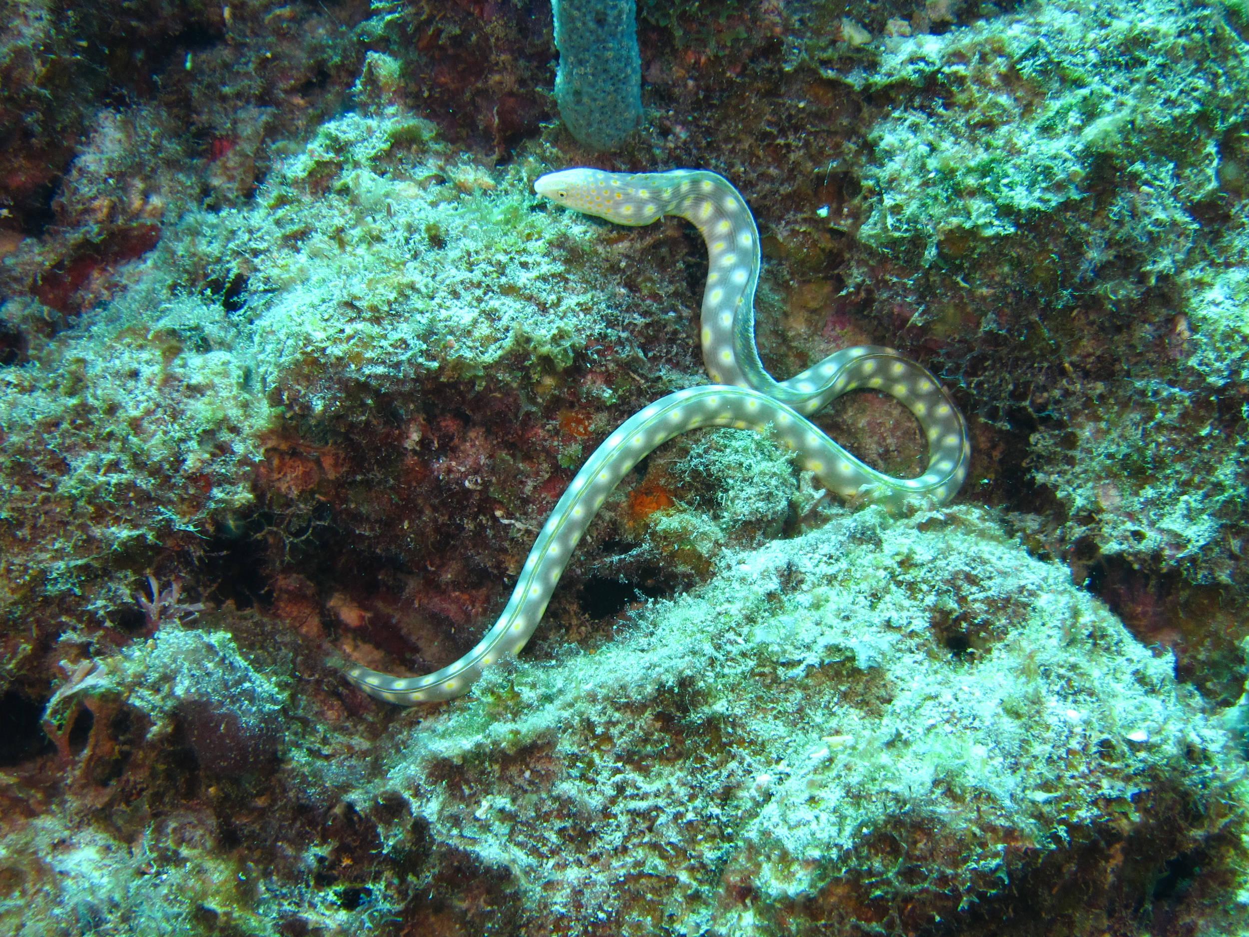 Sharptail Eel