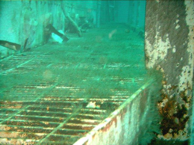 She claims to be drinking tea...