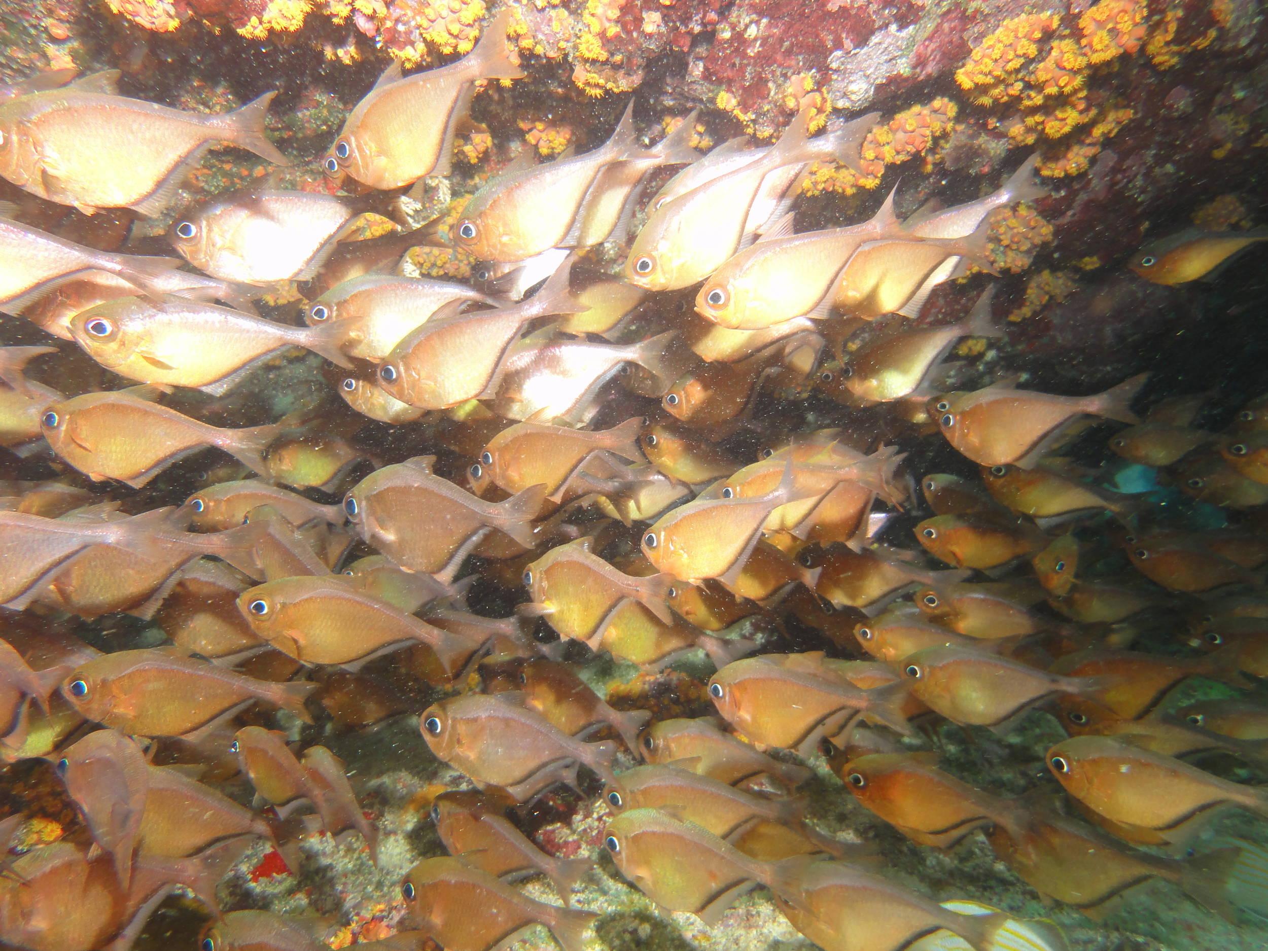 Shoal of fish in cave under cliff step-ladder