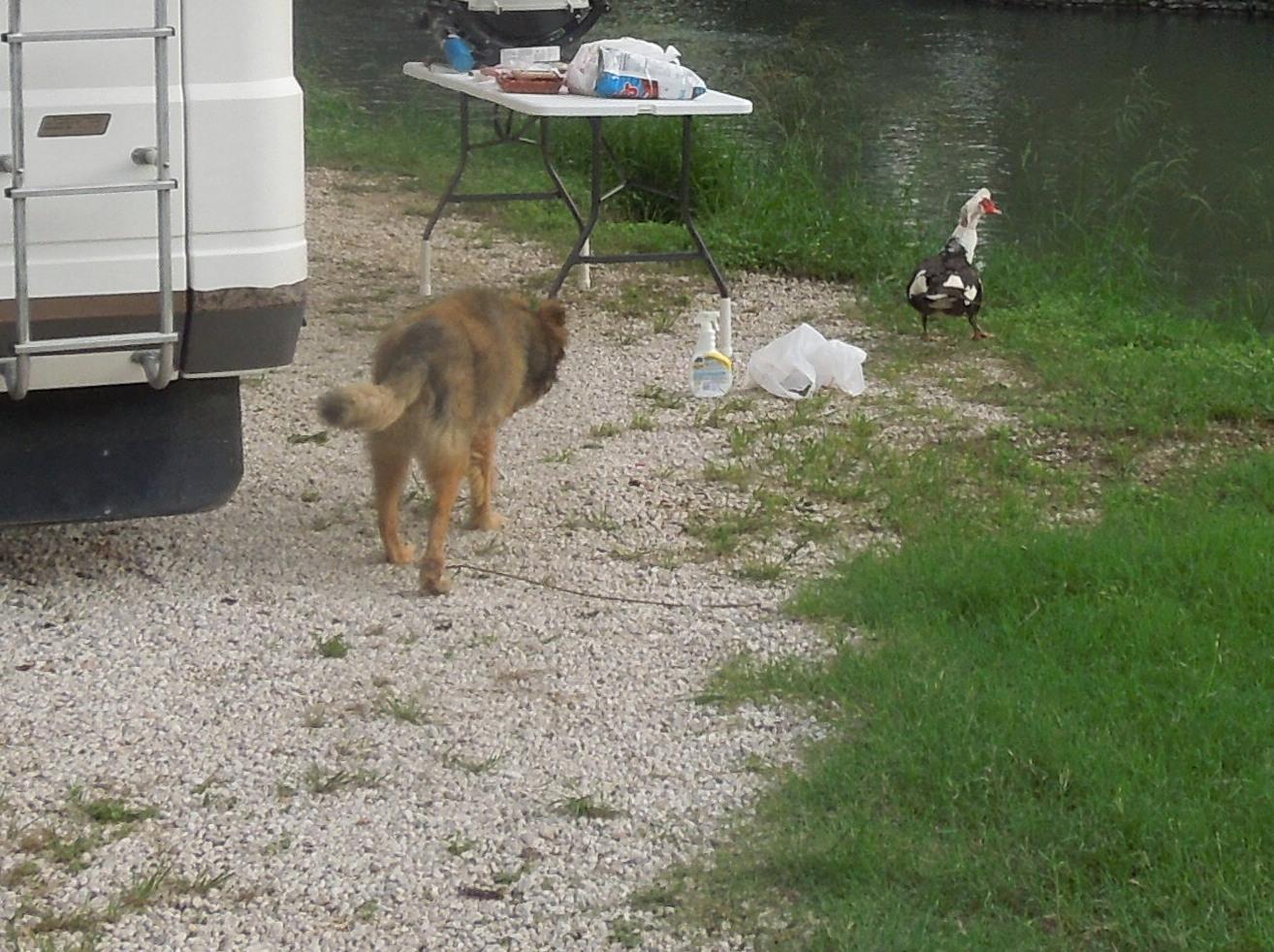 Shooter on the prowl