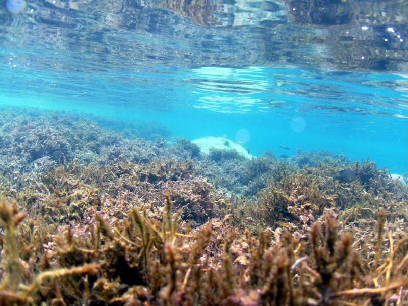 Shore Dive 1