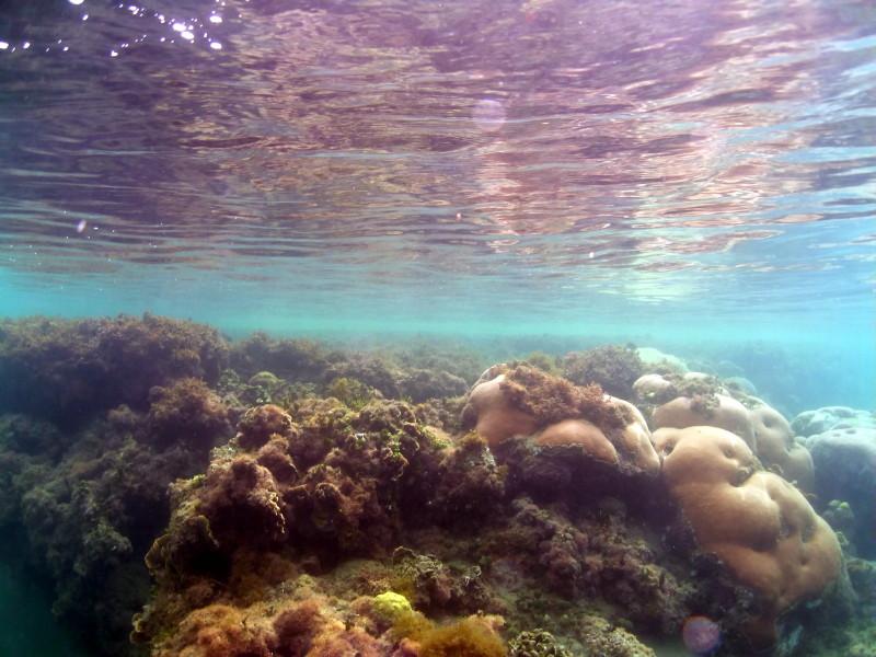 Shore Dive 2