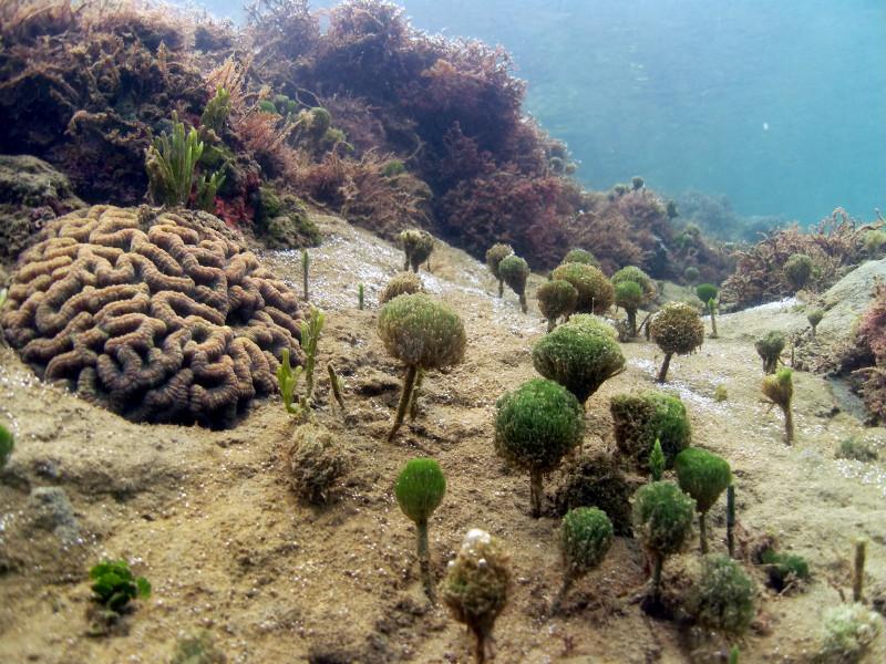 Shore Dive 4