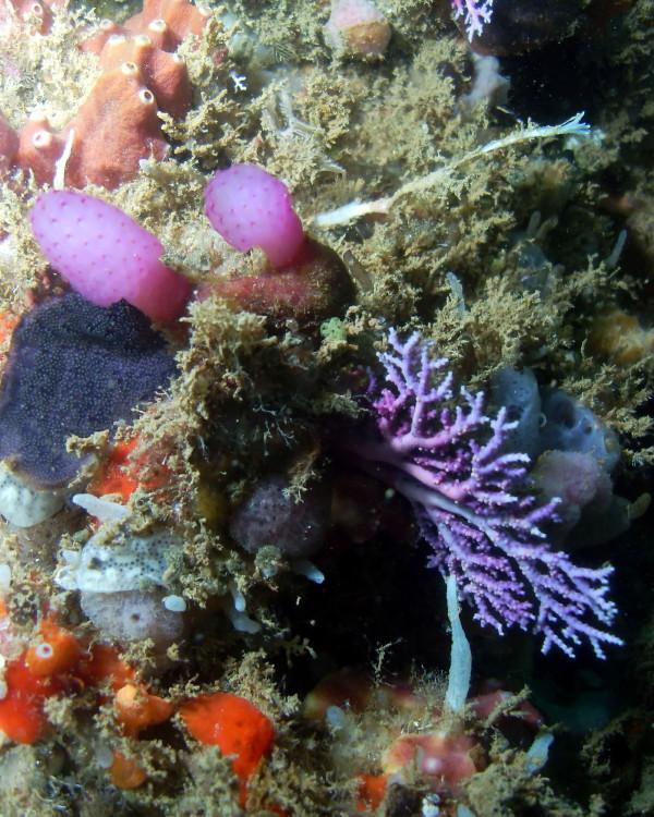 Shore Dive 6