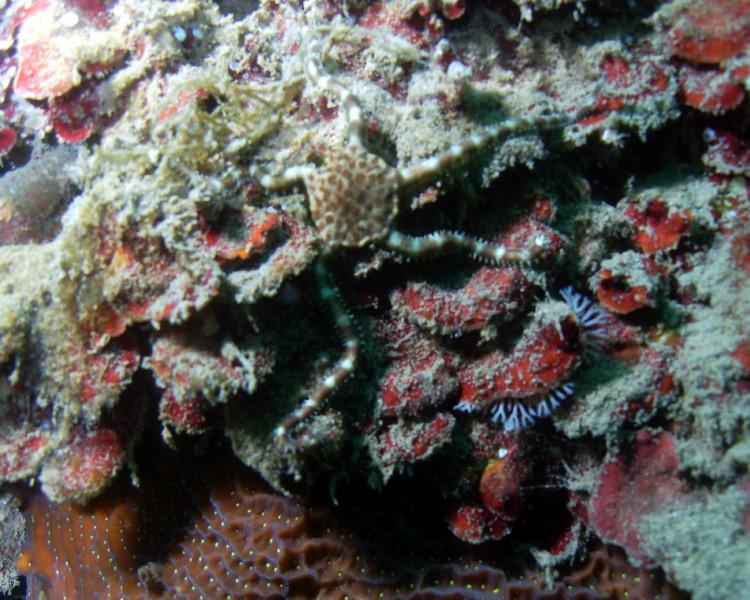Shore Dive 7