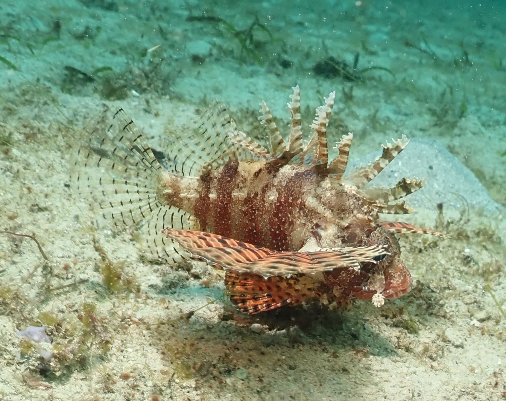 Shortfin lionfish