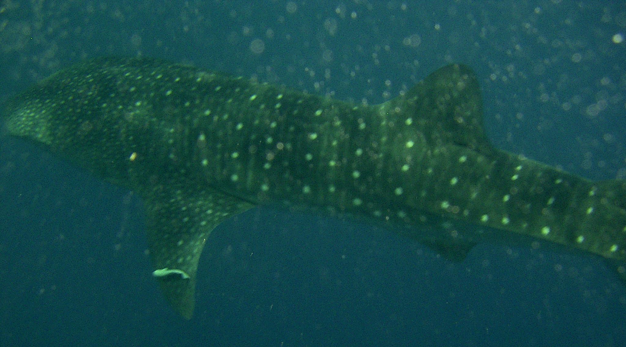 Shots from Utila