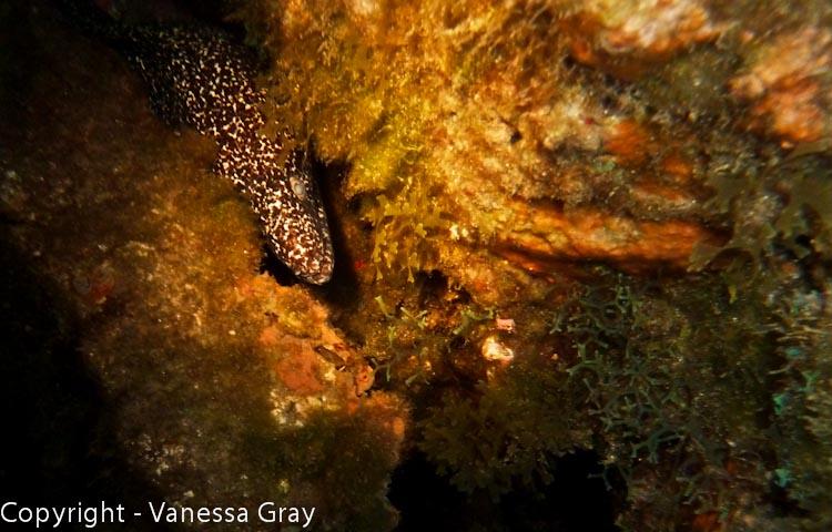 Shy Eel - Night Dive