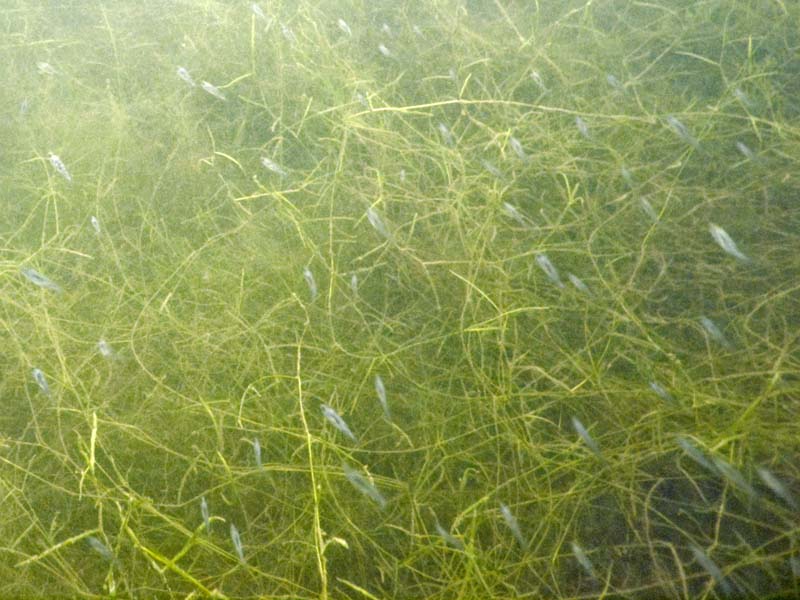 Silent Auction items