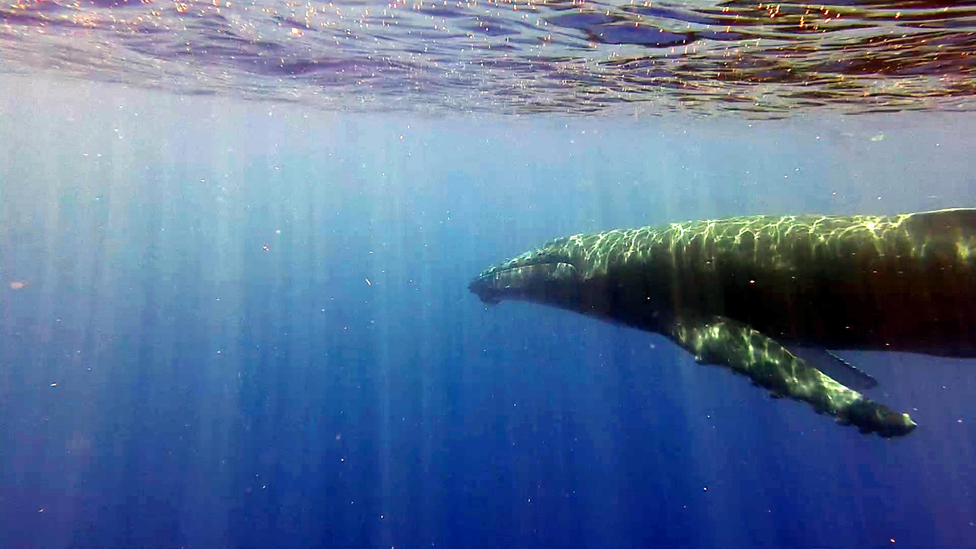 Singing male humpback