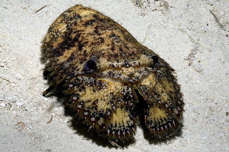 Slipper Lobster
