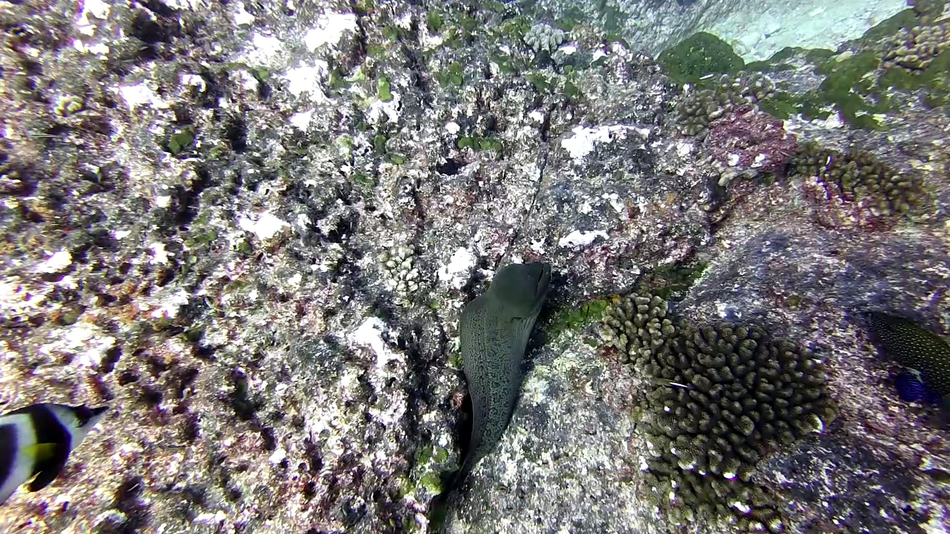 Slippery eel in Rangiroa