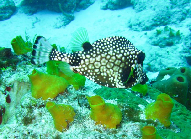 Smooth Trunkfish - Cozumel