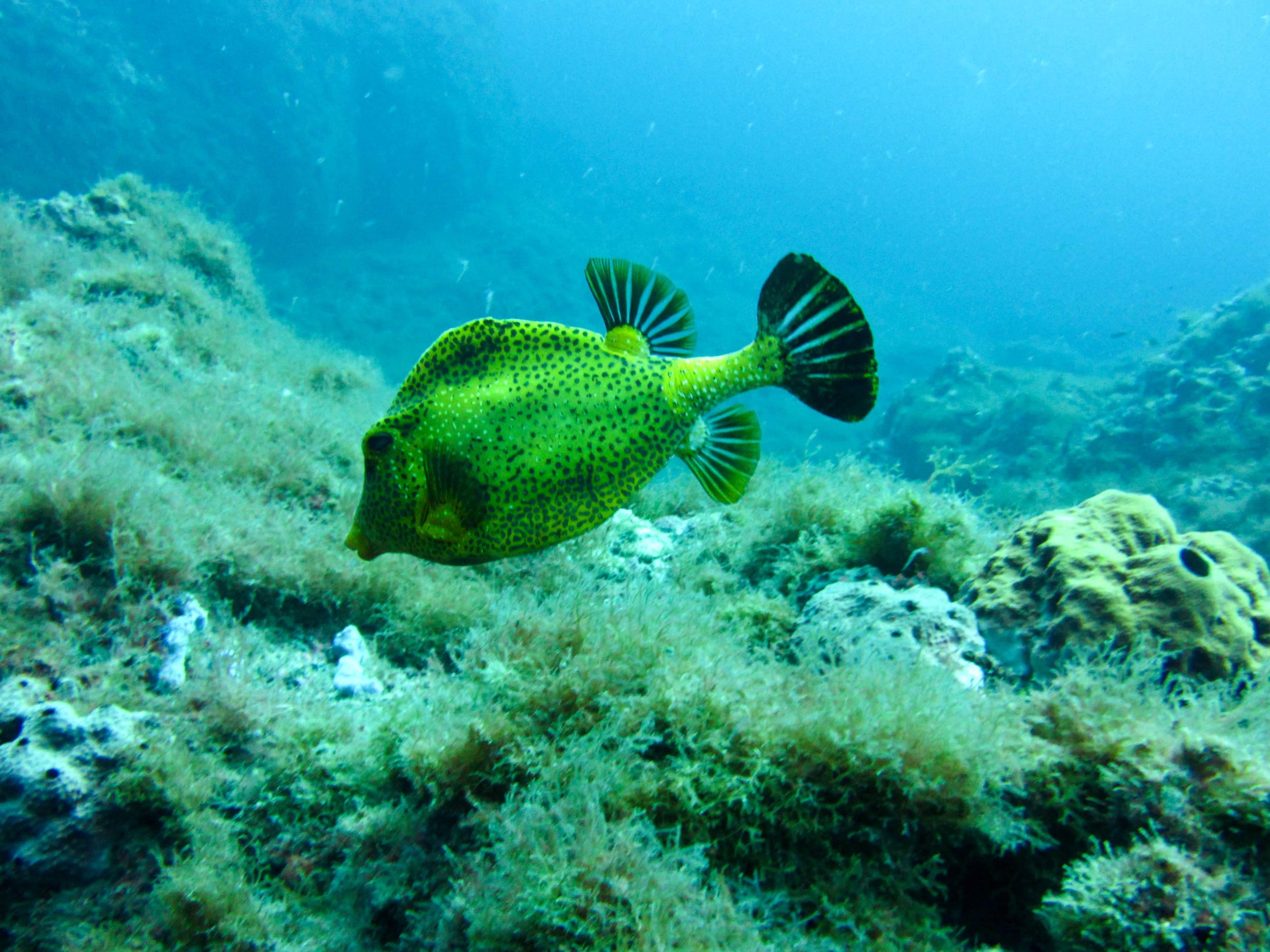Smooth Trunkfish Golden Variatin