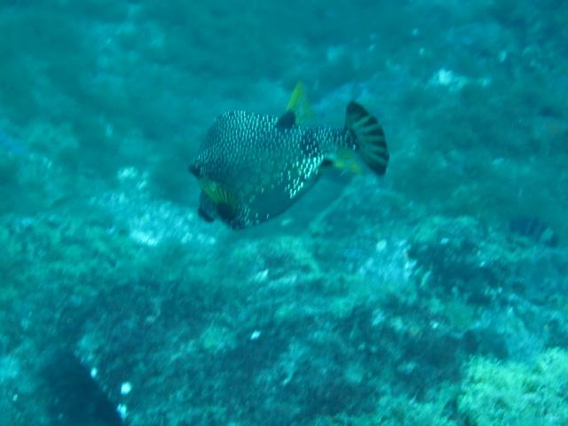 Smooth Trunkfish