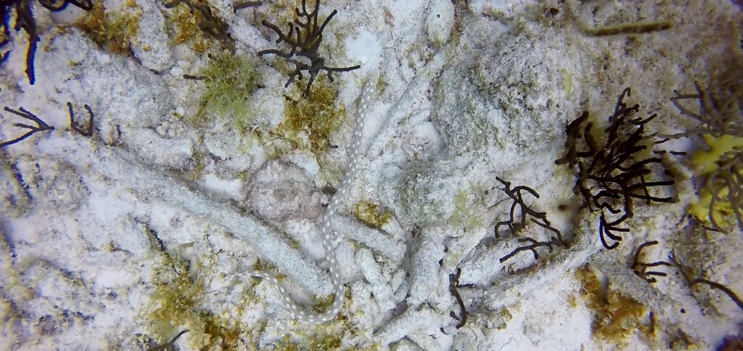 Snake Eel