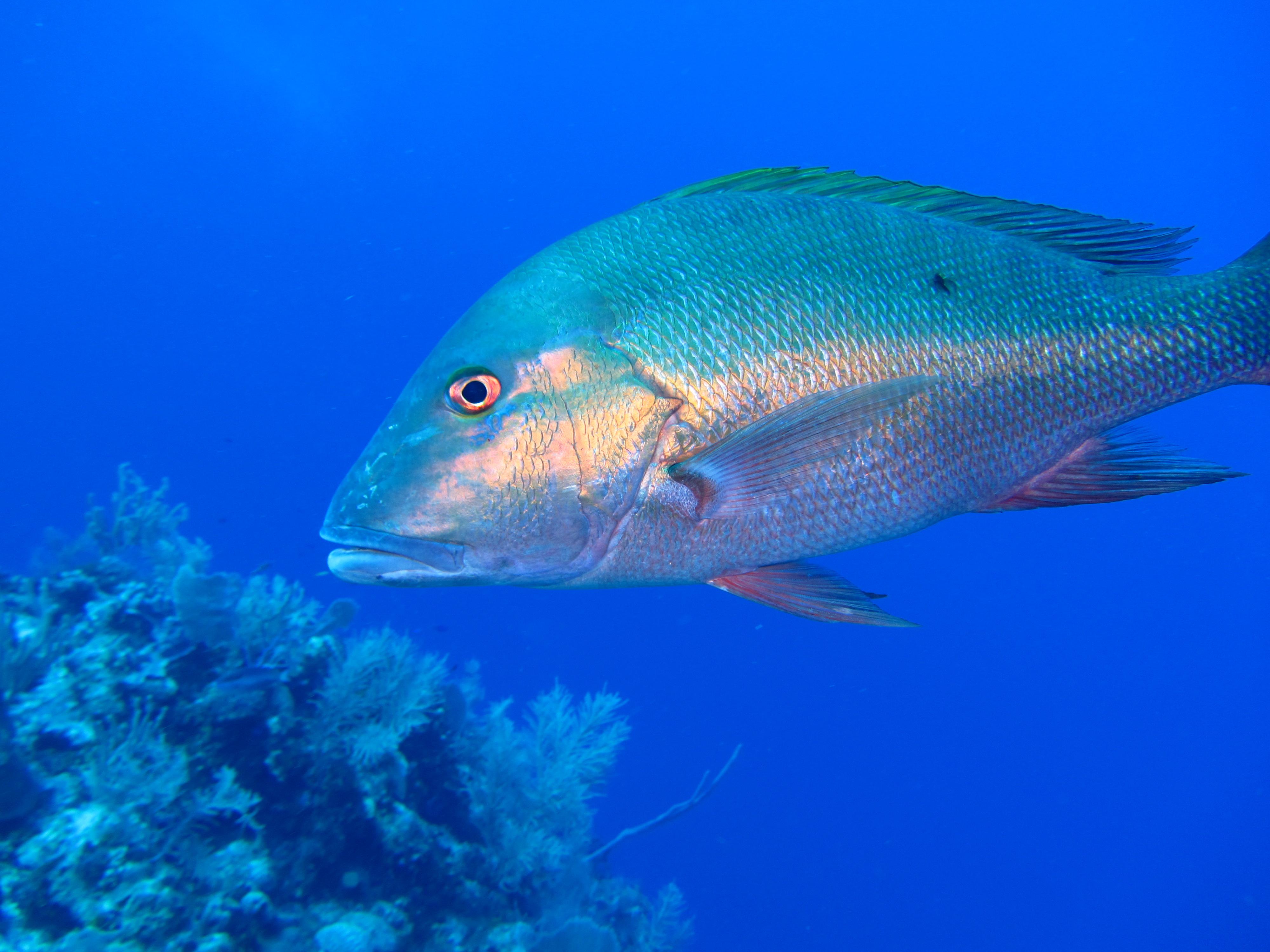 Snapper