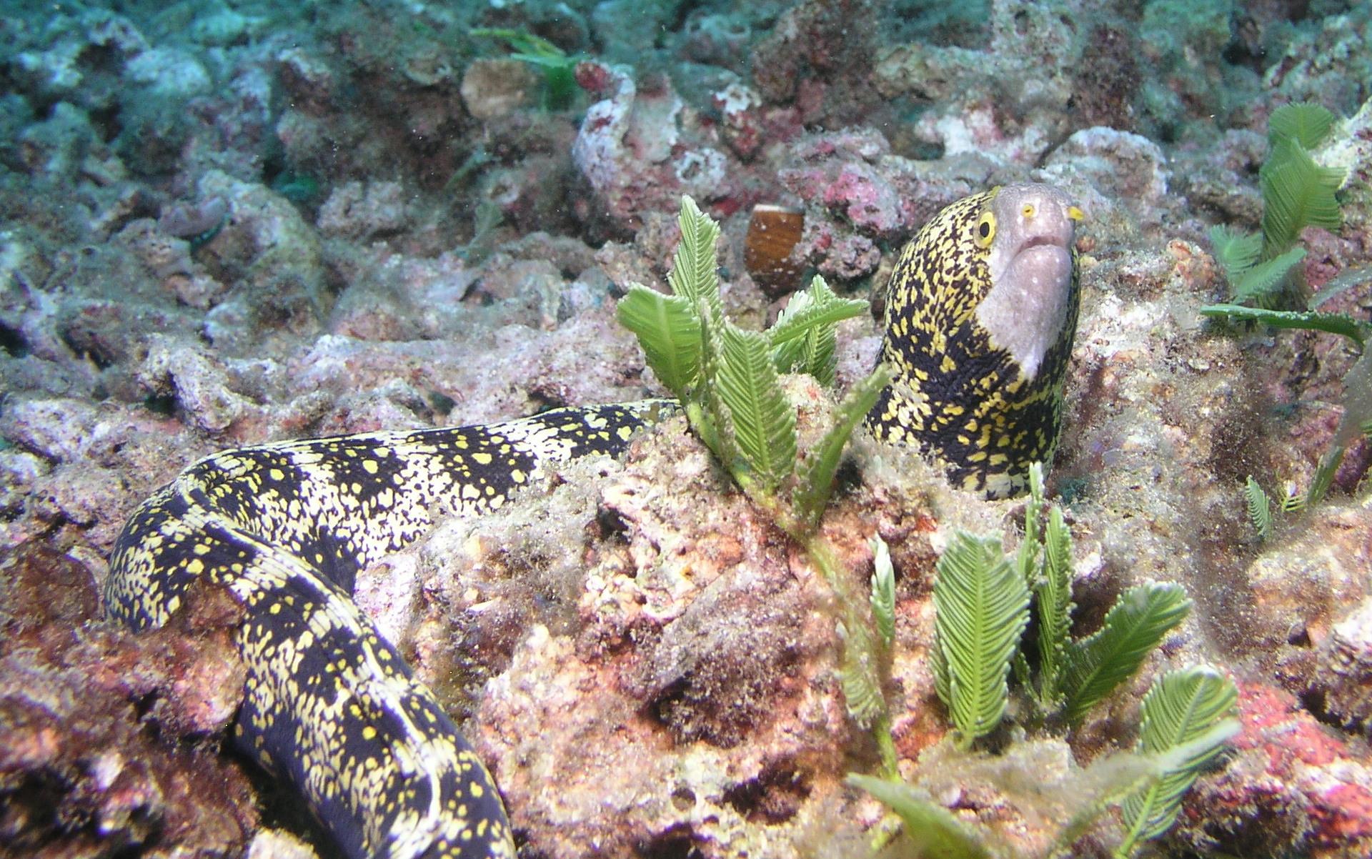 Snowflake Moray