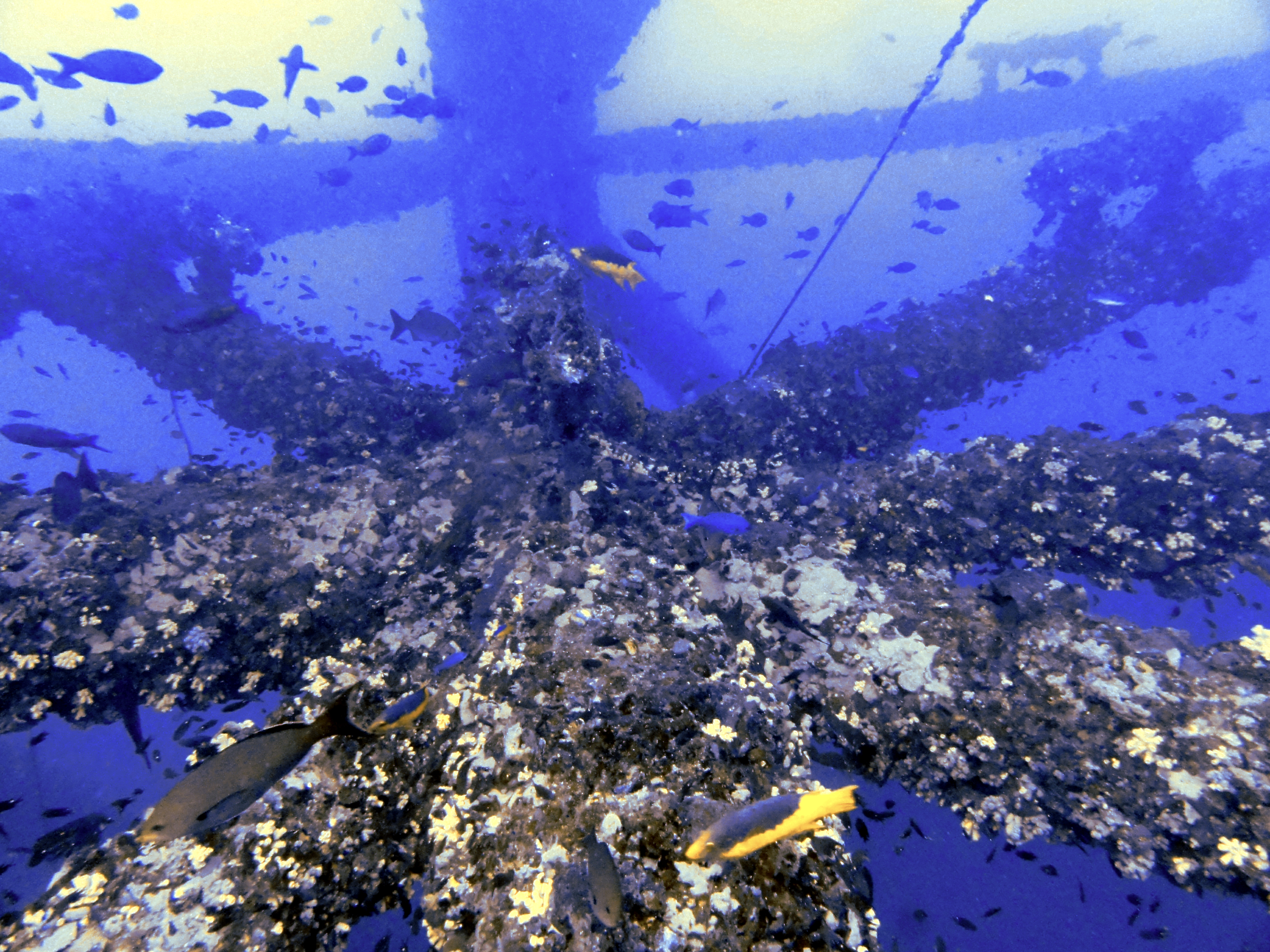 So much coral on the rig