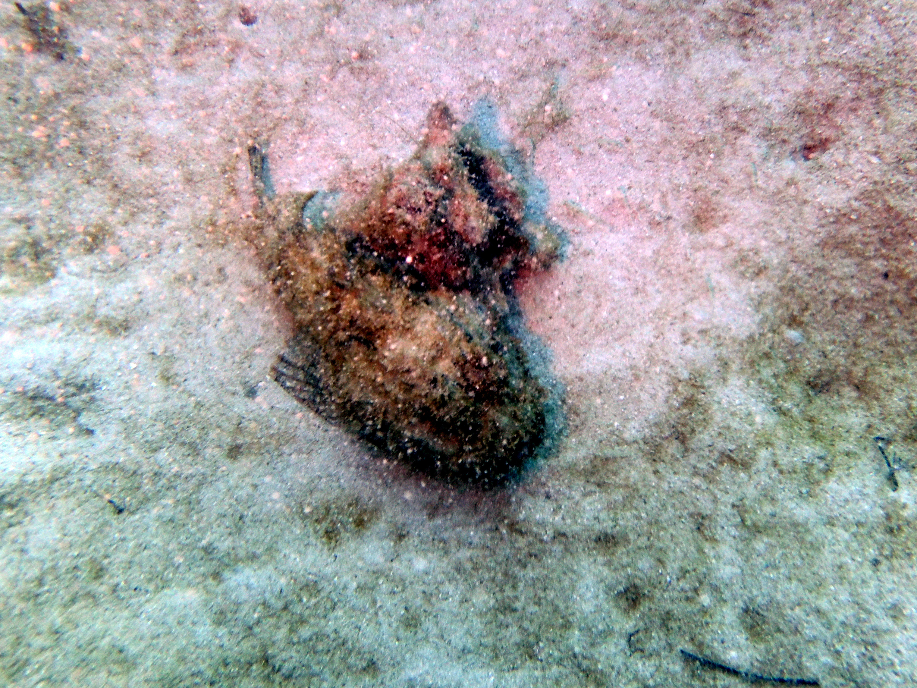 So ugly it's beautiful