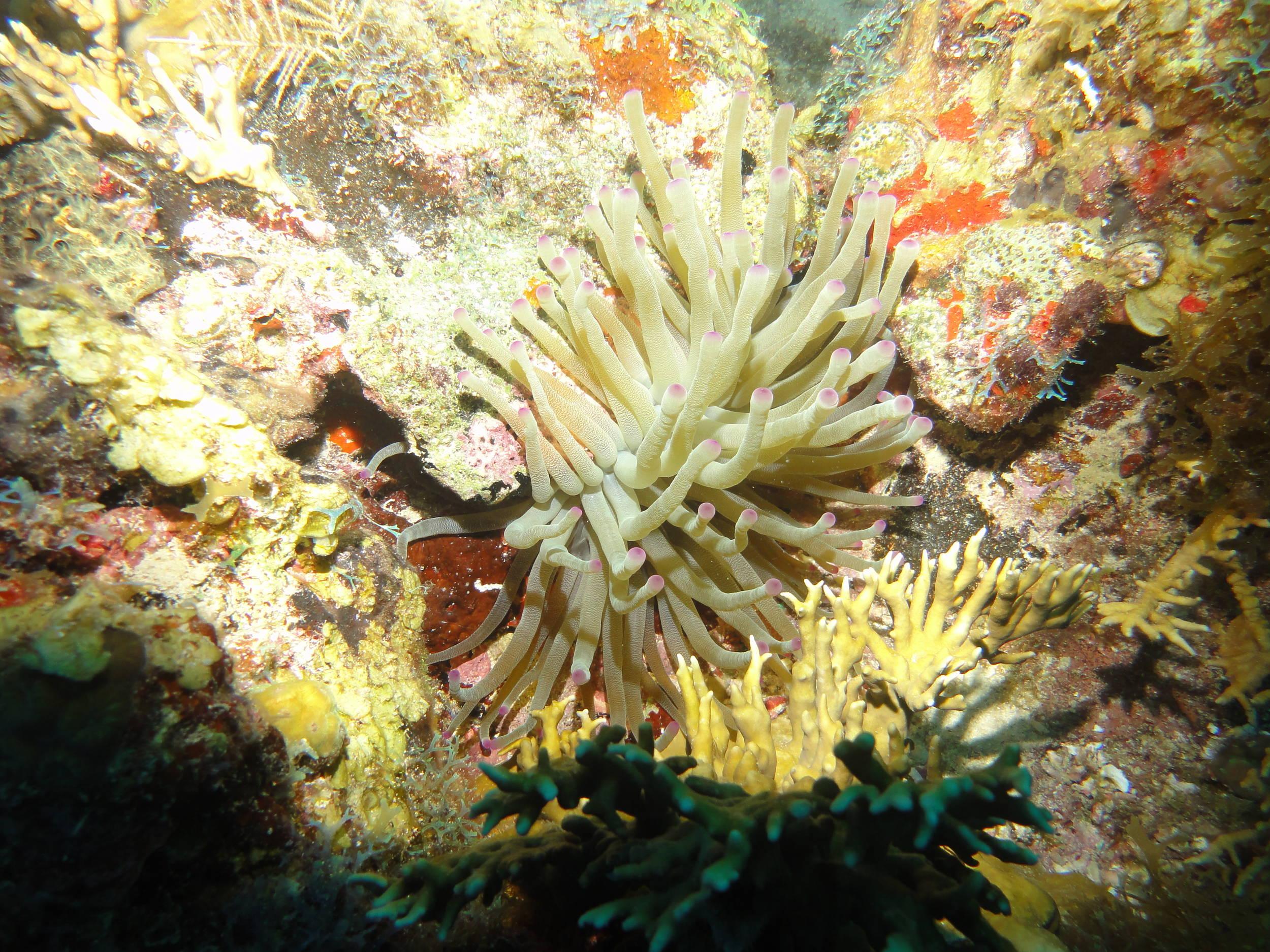 Soft Coral