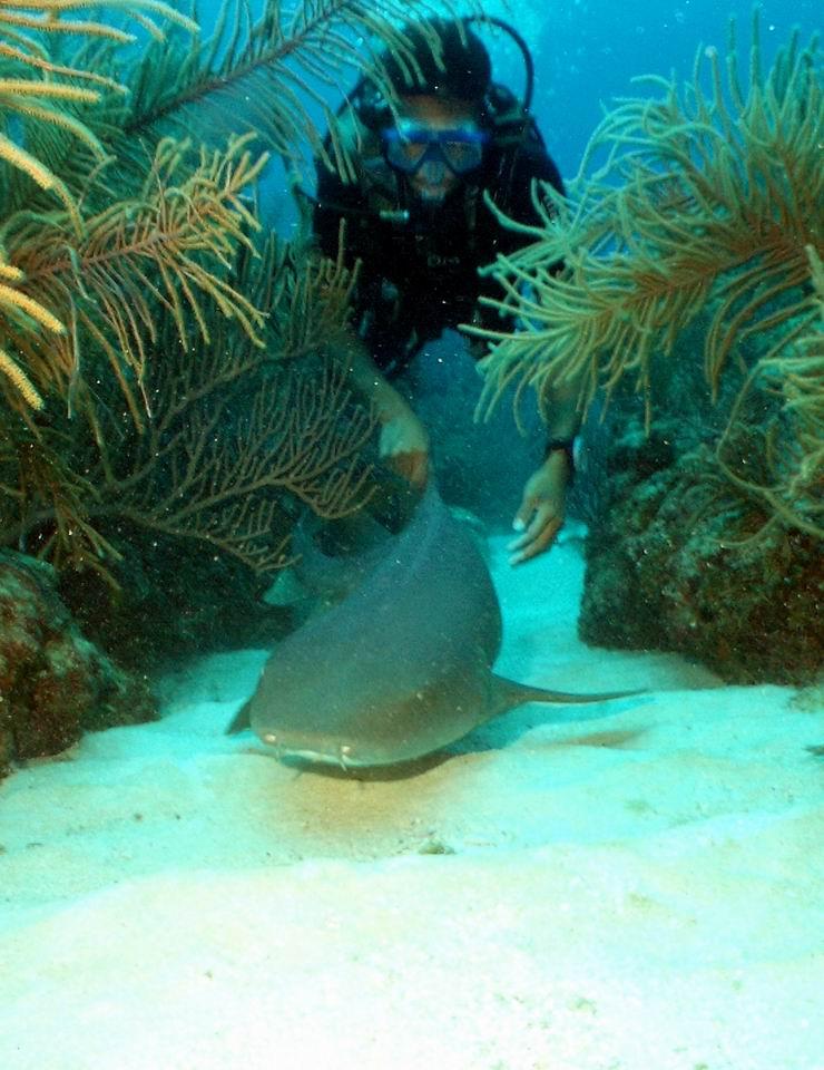 Softy softly catchee nursee