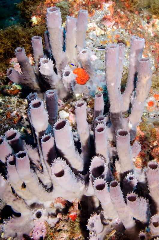 Some Sponges