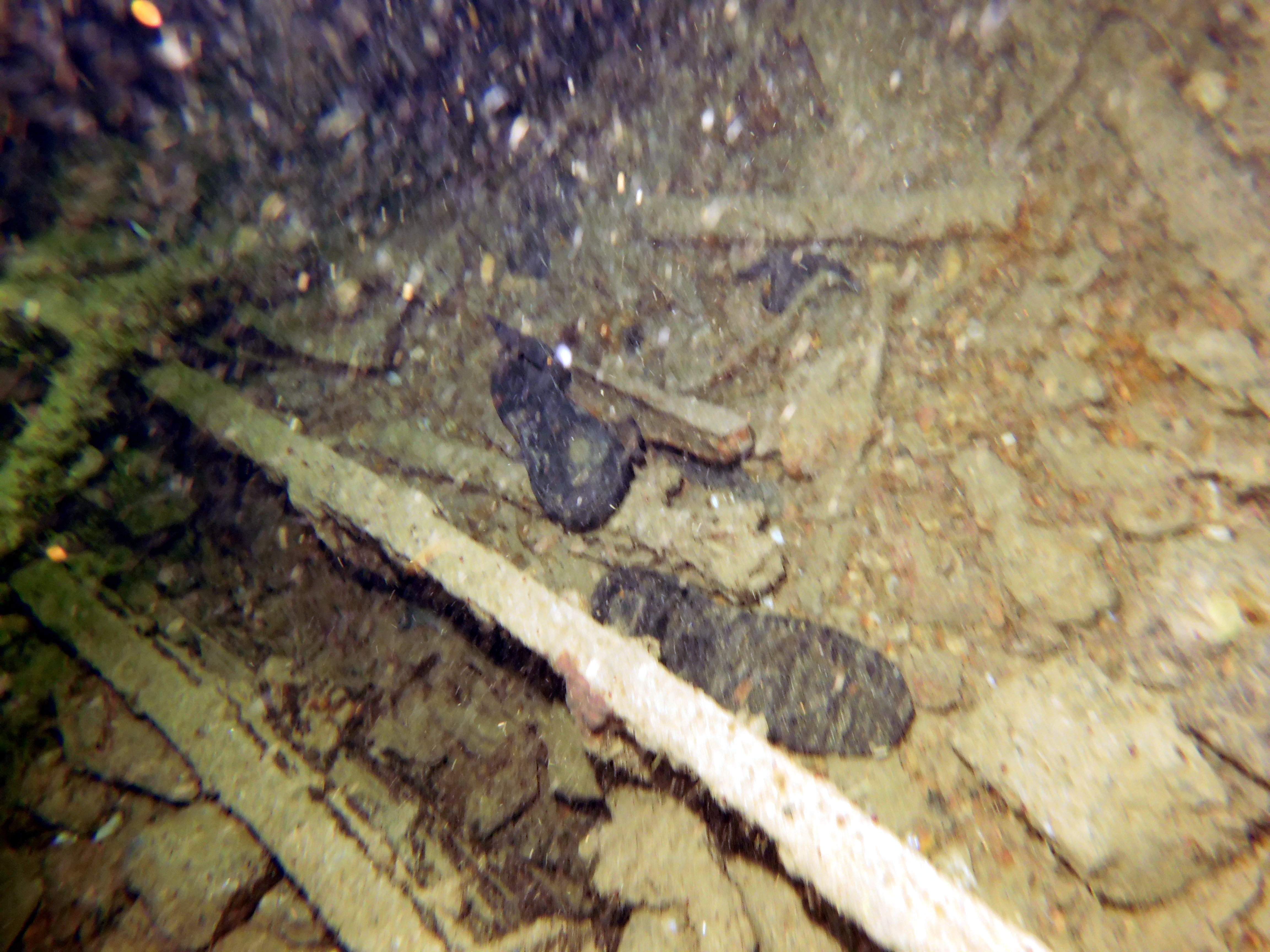 Someone lost their shoe on the Thistlegorm