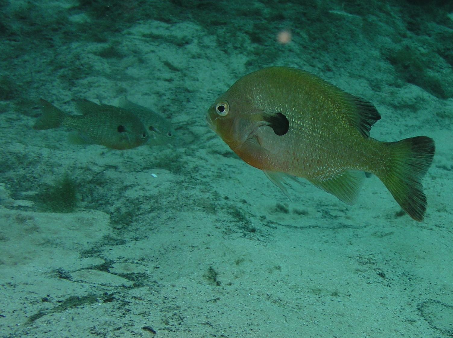 Something fishy
