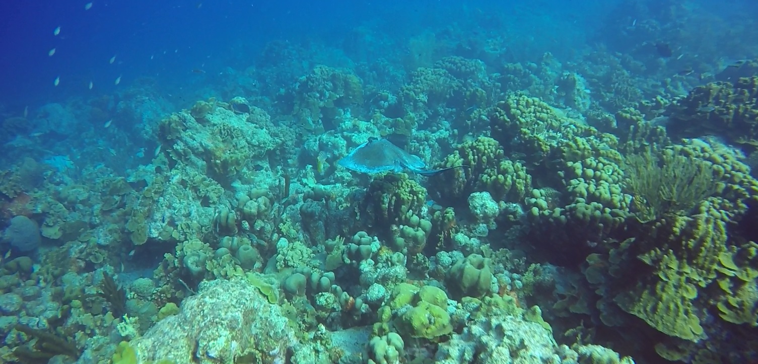 Southern Stingray