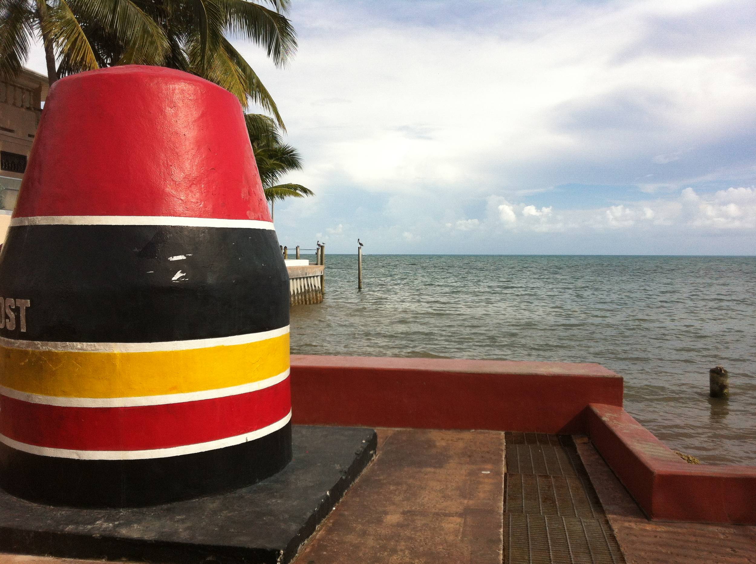 southernmost pelicans