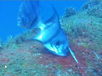 Spade cleaning itself