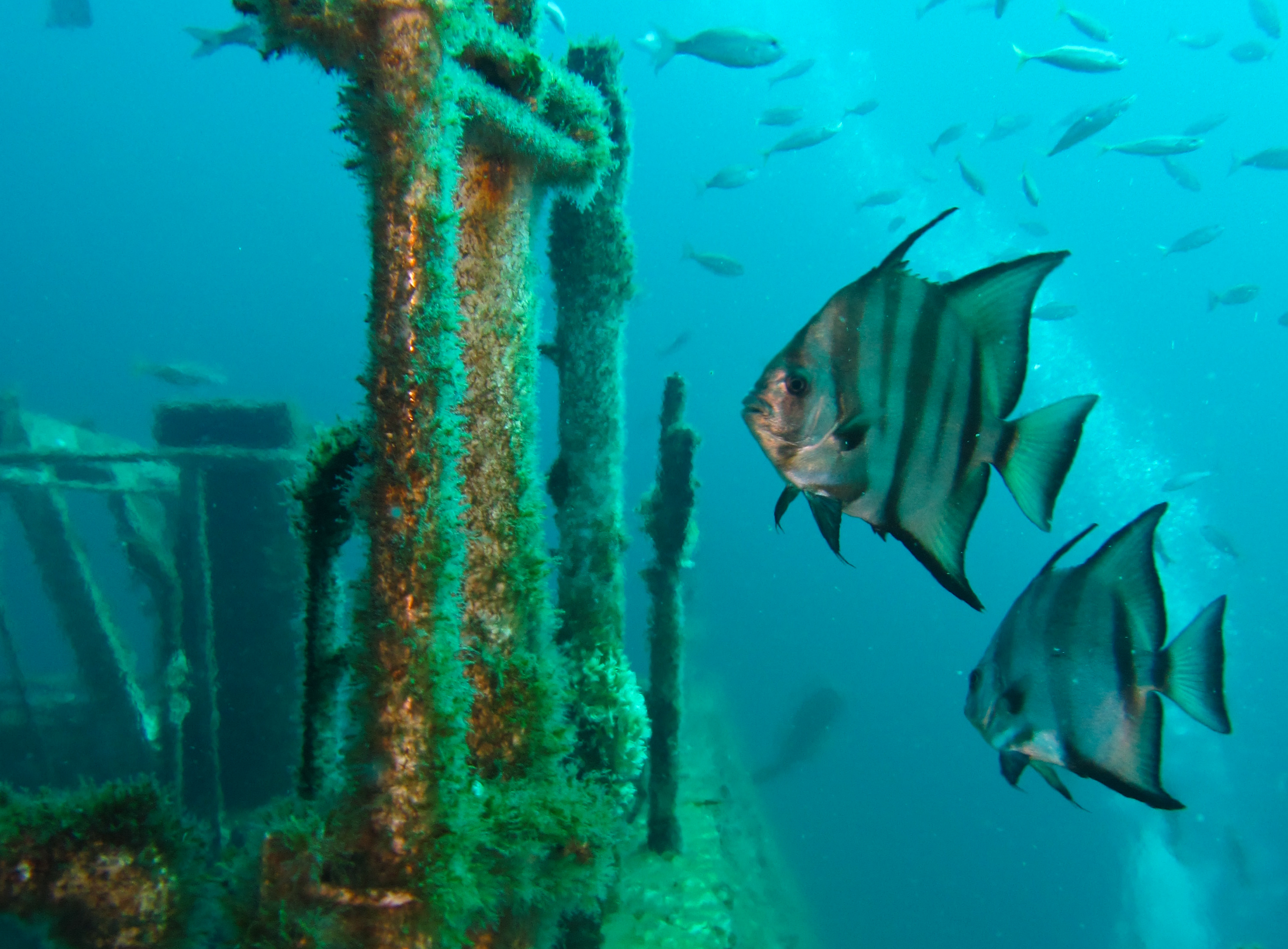 Spadefish tour The Kraken