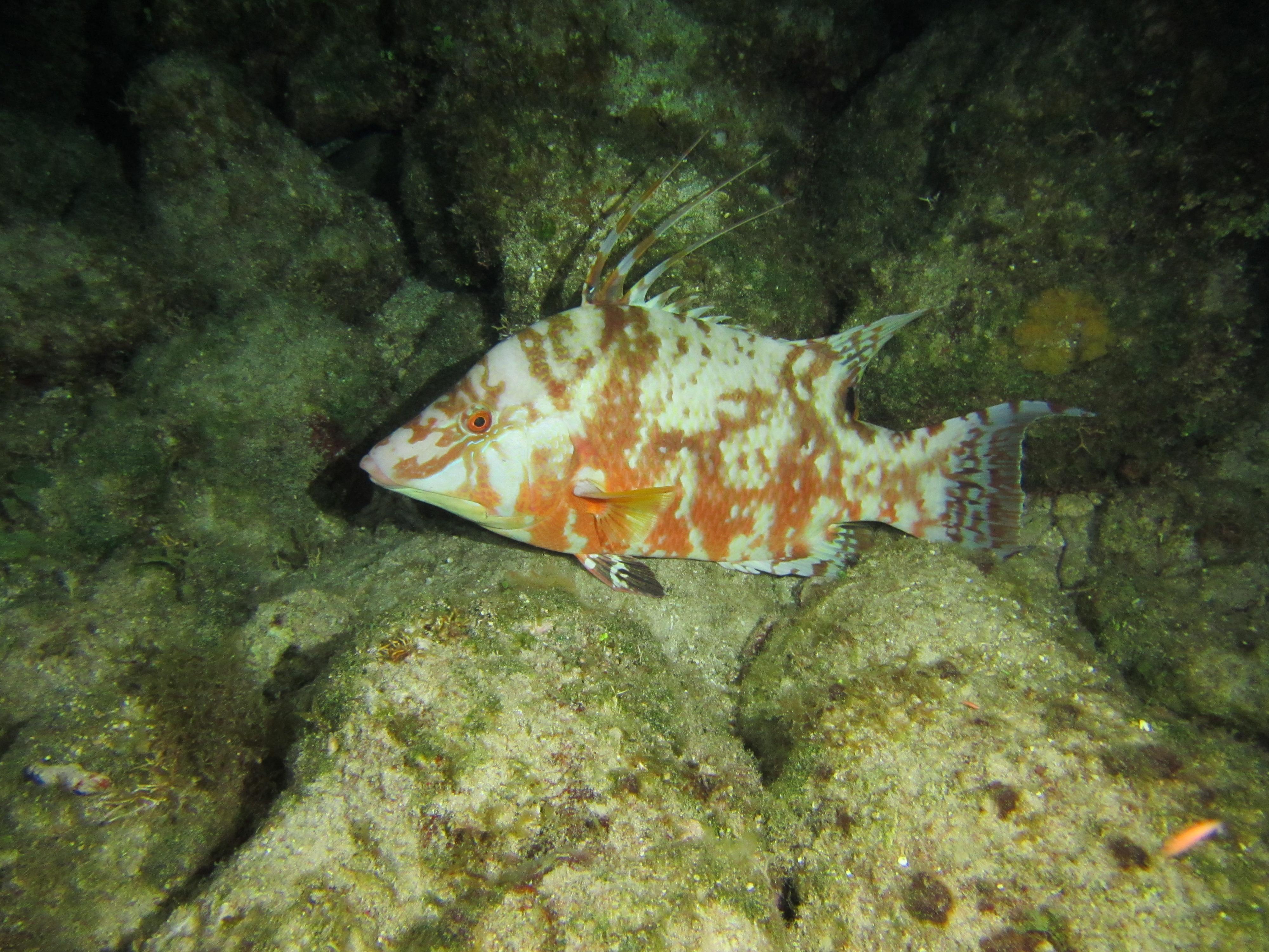 Spanish Hogfish