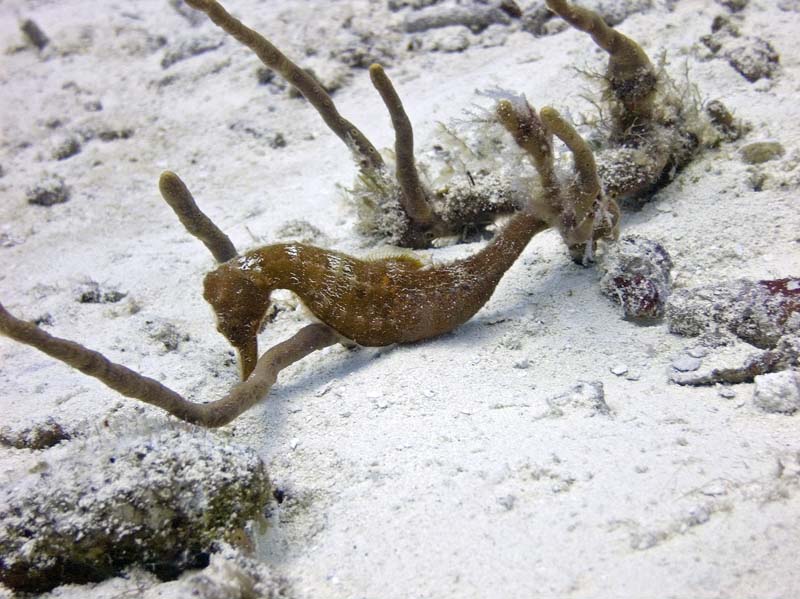 Spanky and Dfishwoman