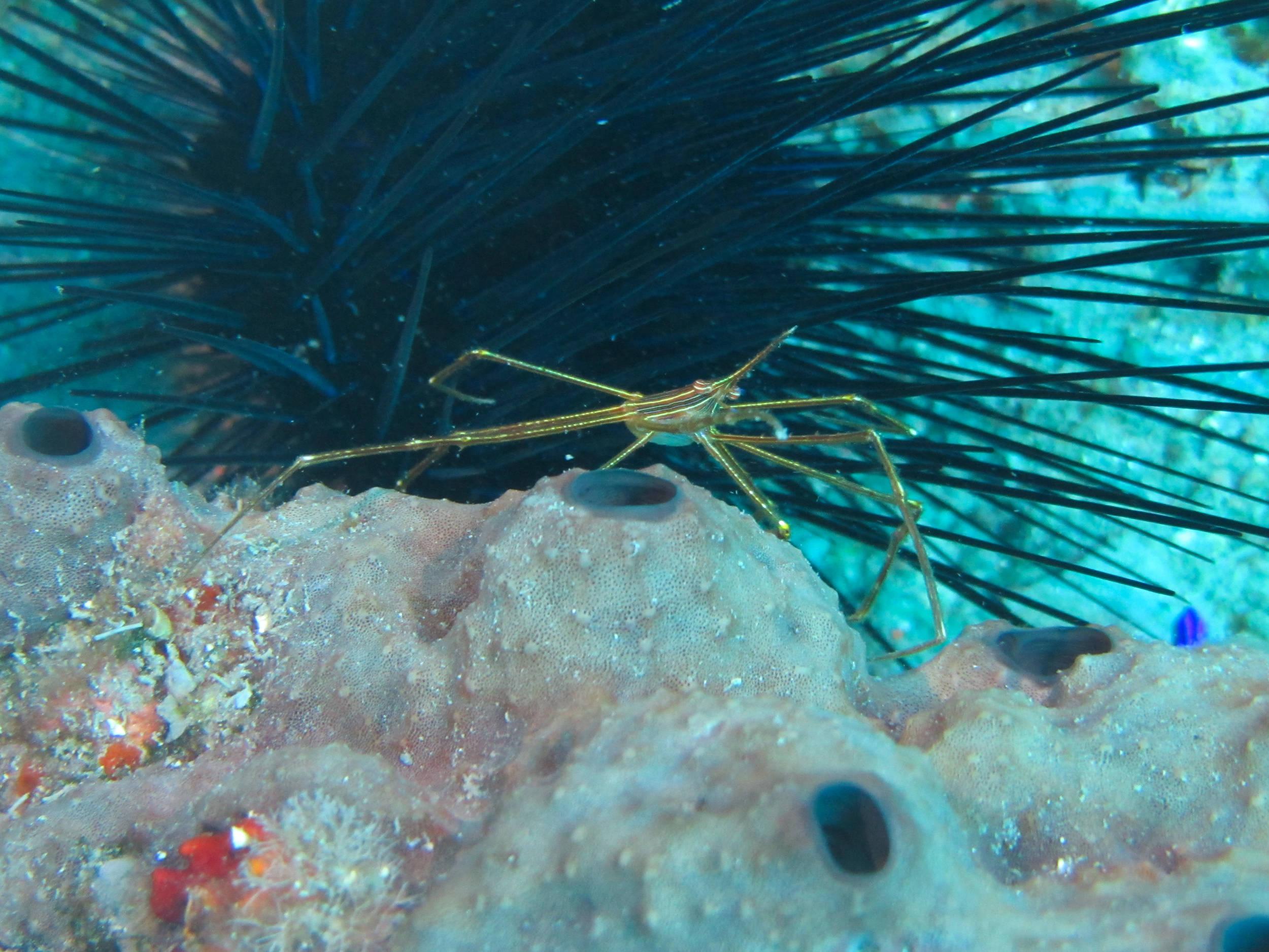 Spider crab by urchin
