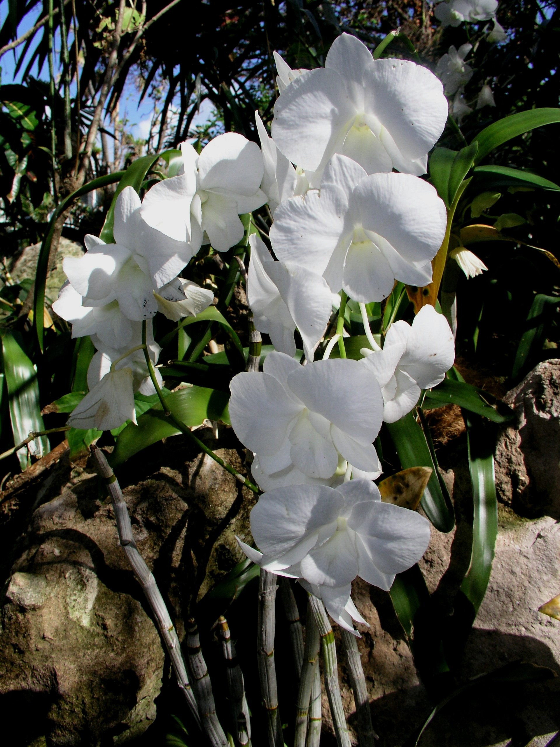 Spiegel Groovy 2005 reupload