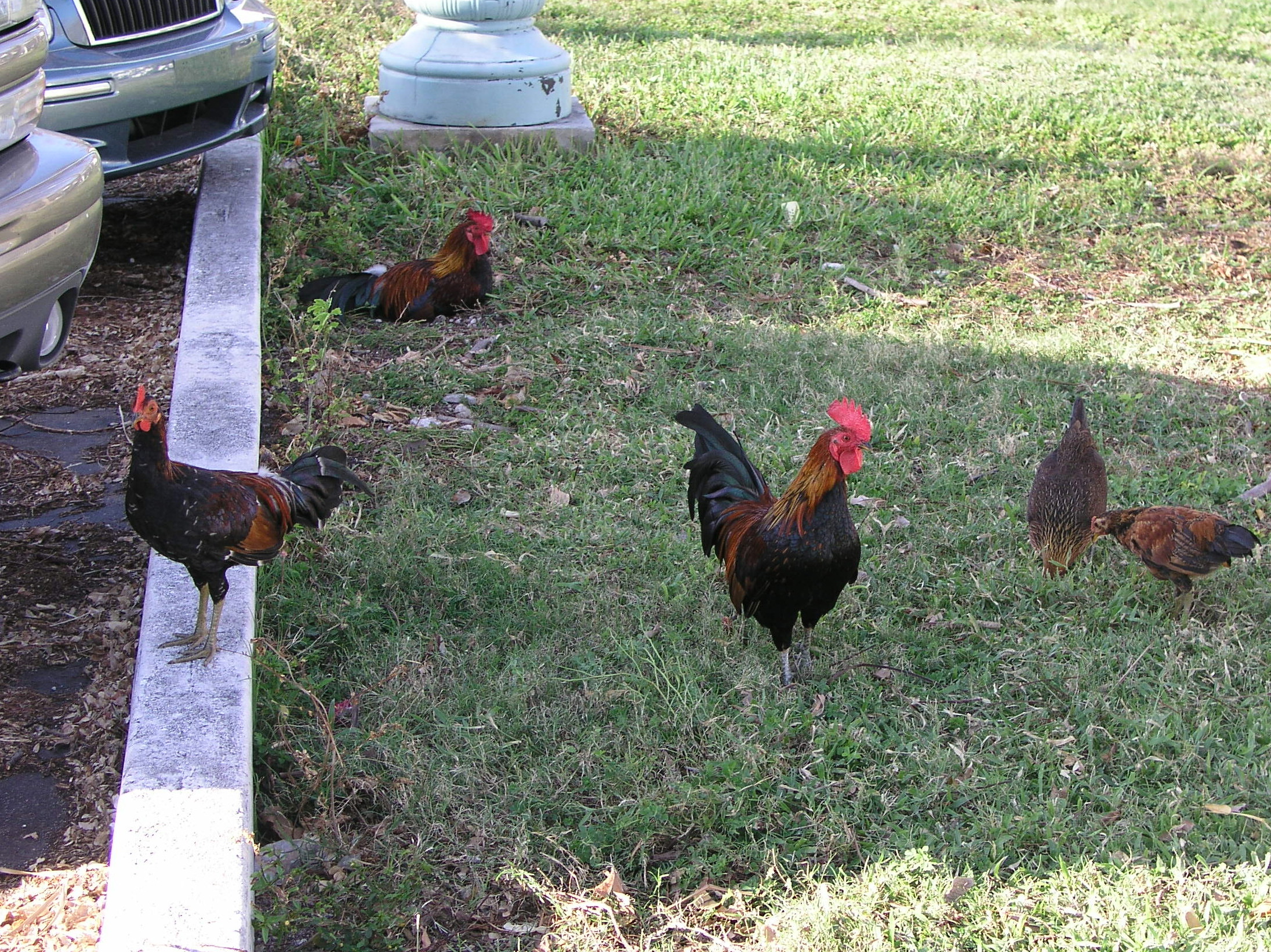 Spiegel Groovy 2005 reupload