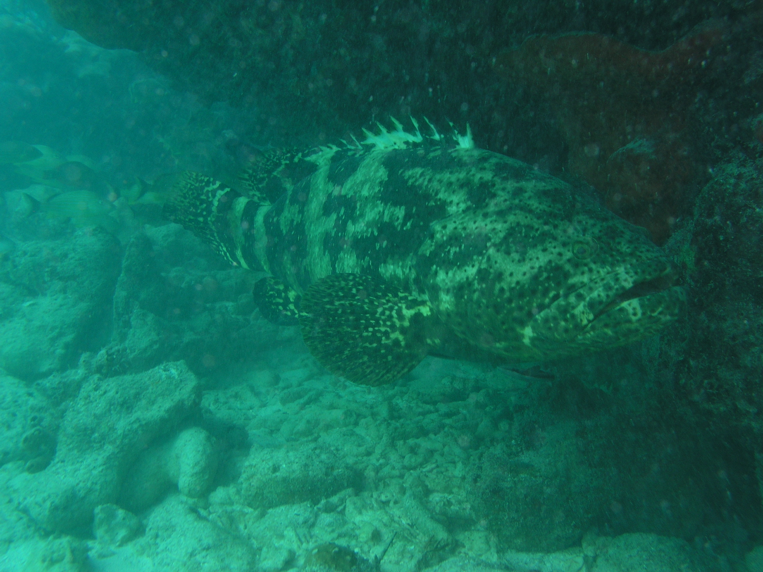 Spiegel Groovy 2005 reupload