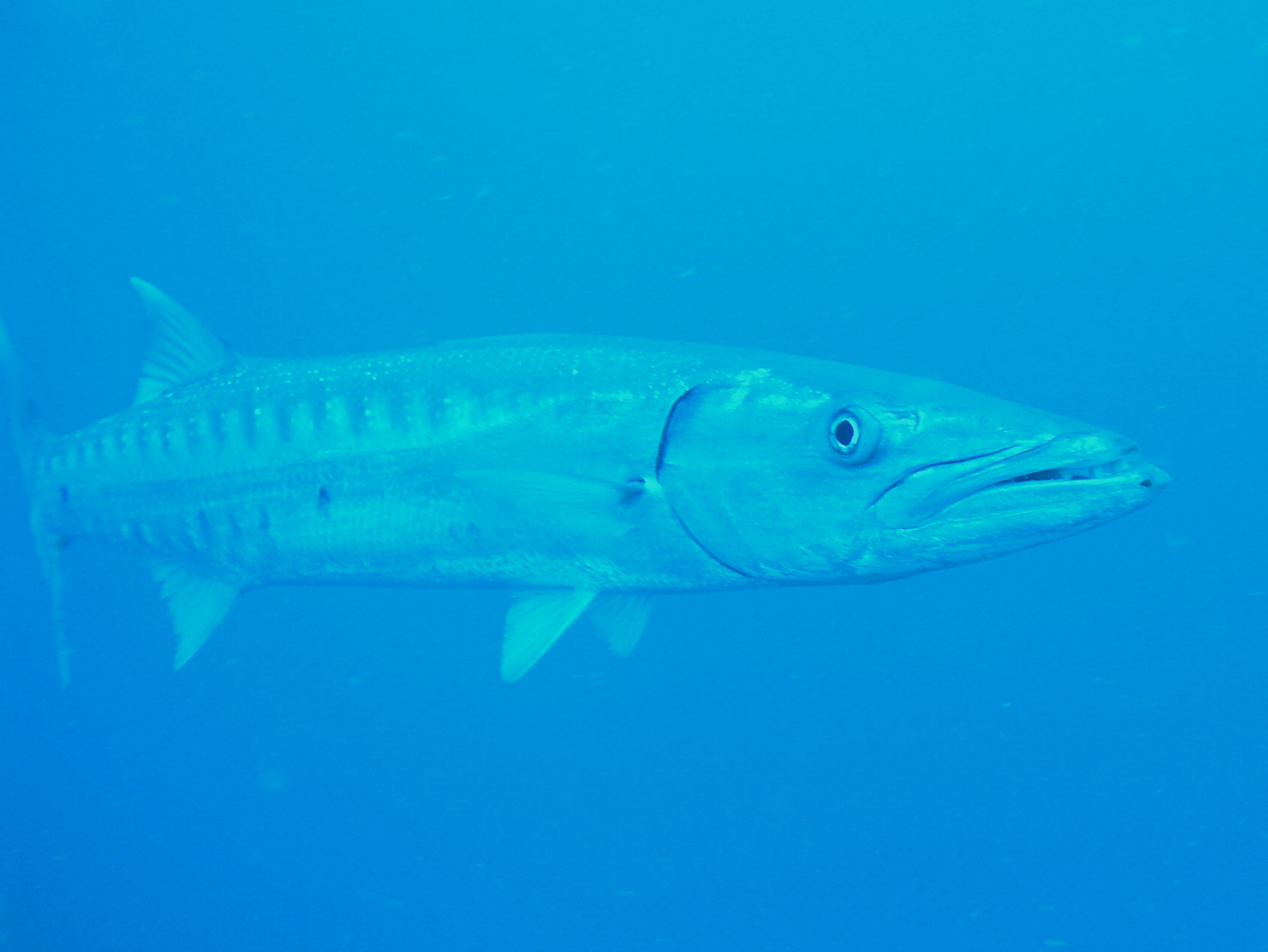 Spiegel Groovy 2005 reupload