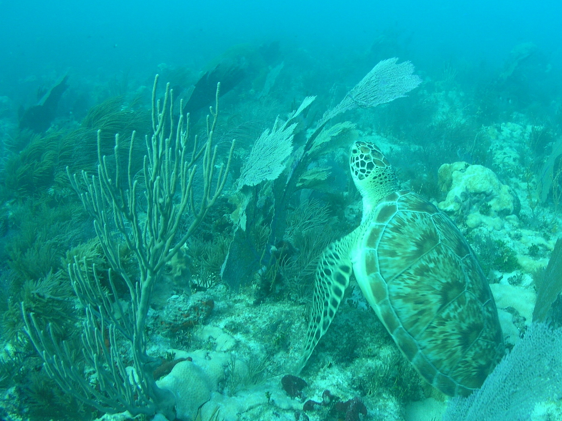 Spiegel Groovy 2005 reupload