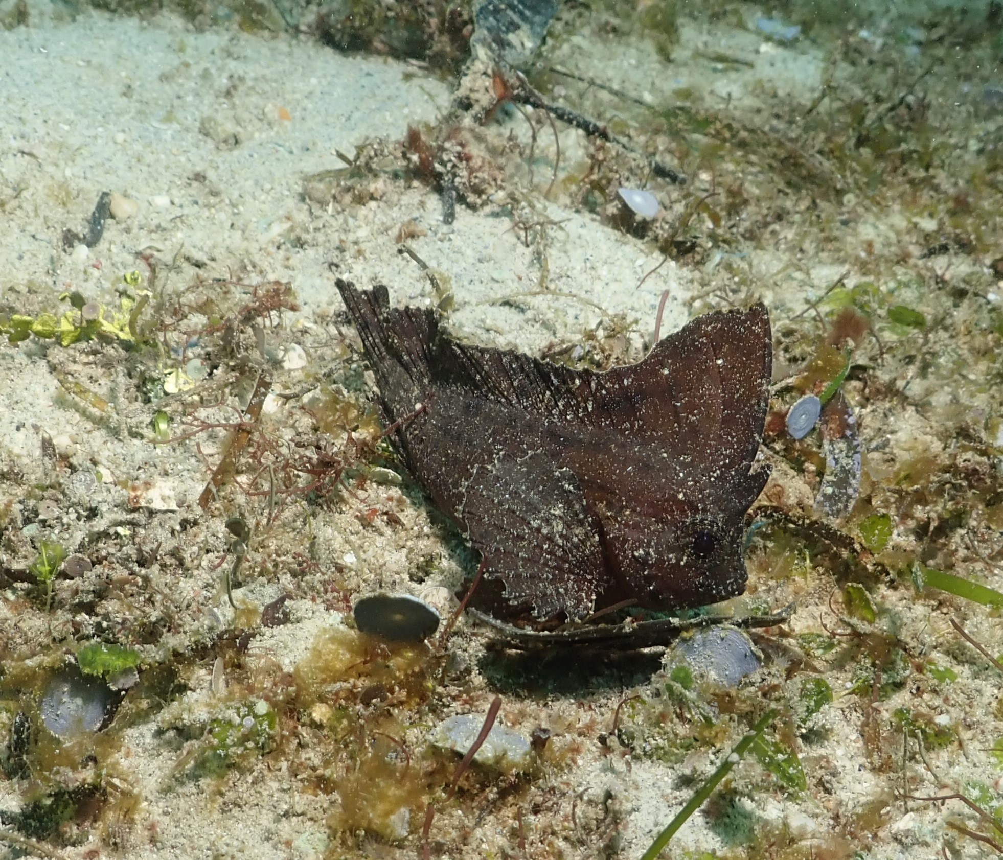 Spiny waspfish