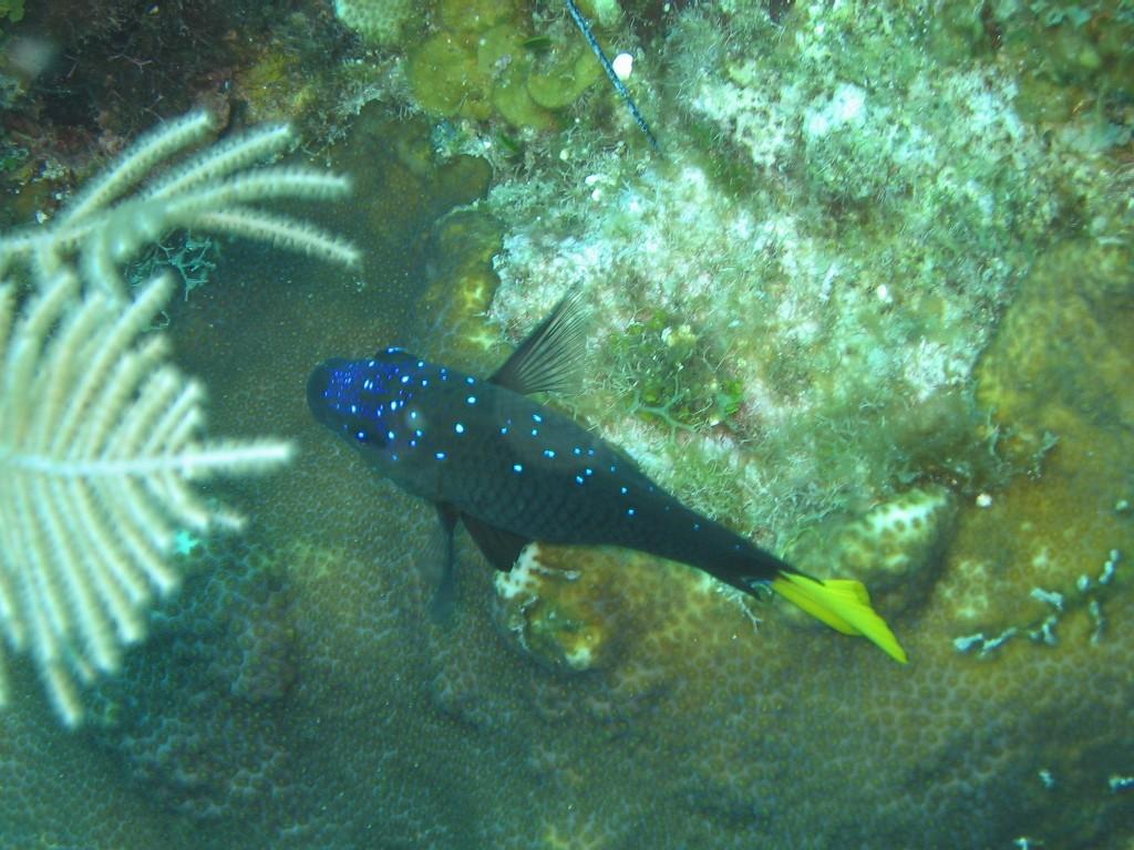 Spirit of the Dragon