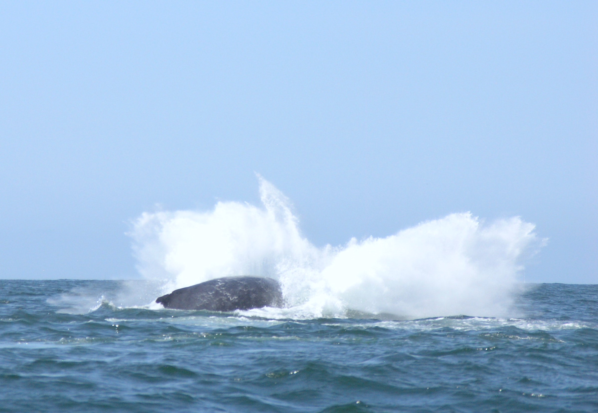 Splash