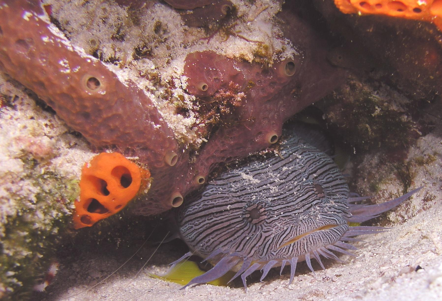 splendid, simply splendid