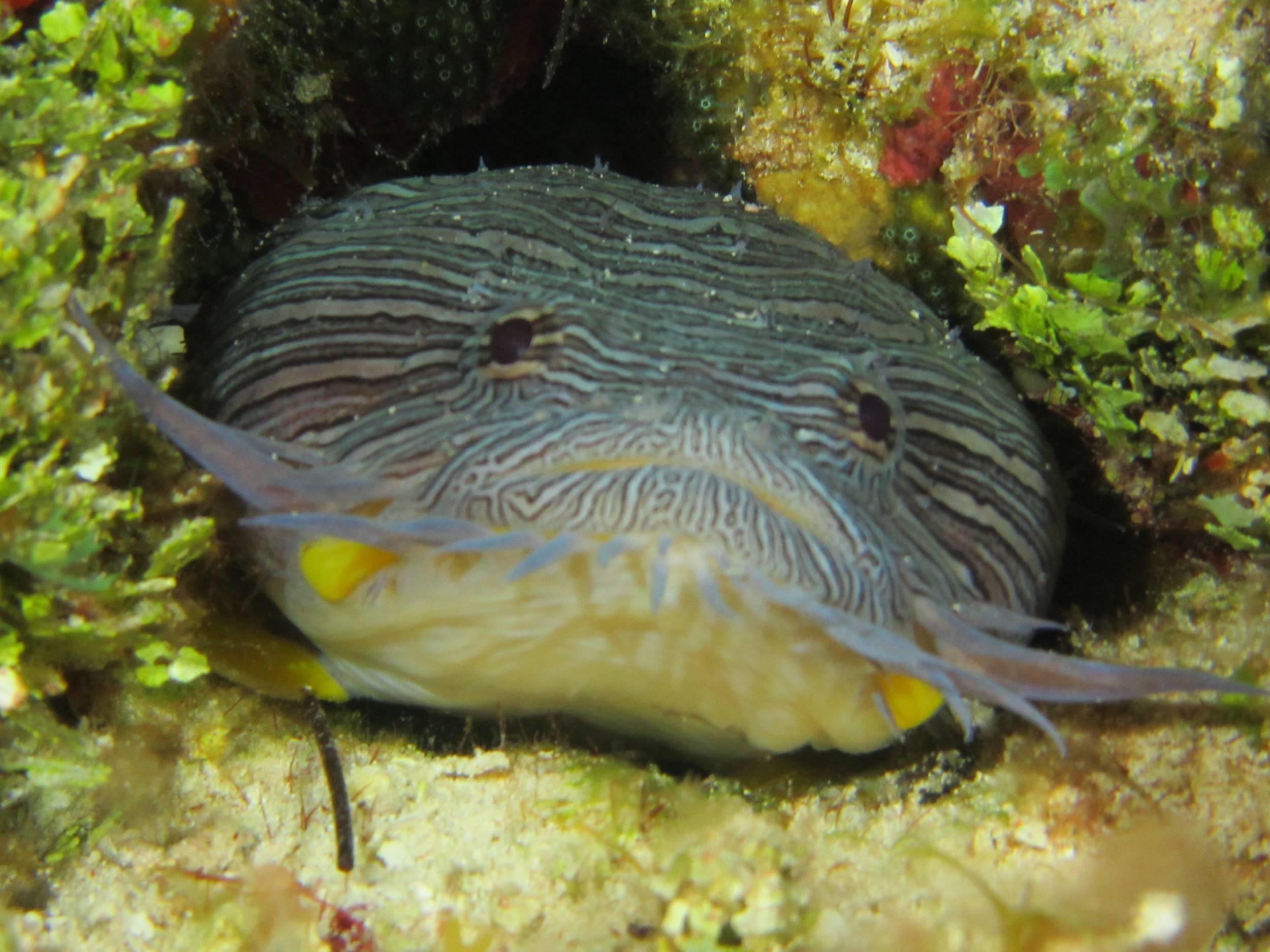 Splendid Toadfish 2